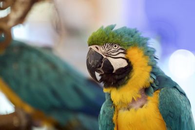 Close-up of gold and blue macaw