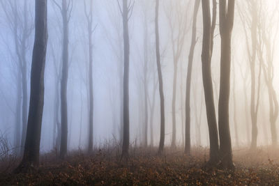 Trees in forest