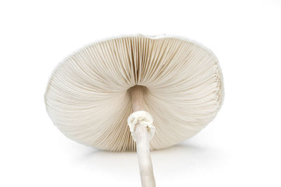 Close-up of mushroom against white background