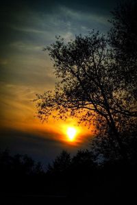 Silhouette of trees at sunset