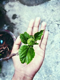 Close-up of hand holding leaves