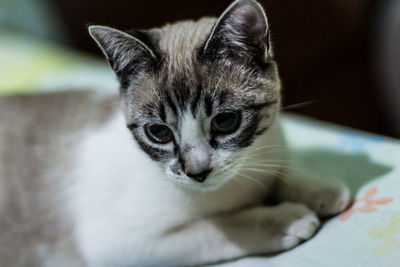 Close-up portrait of cat