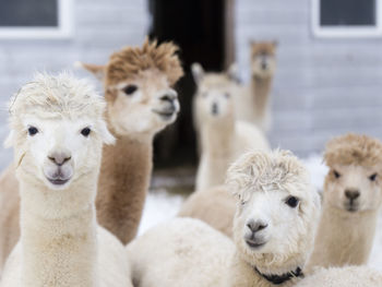 Horizontal closeup of funny cream-coloured alpacas standing in front of other animals in soft focus 