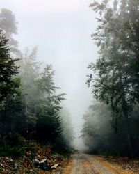 Road amidst trees in forest against sky