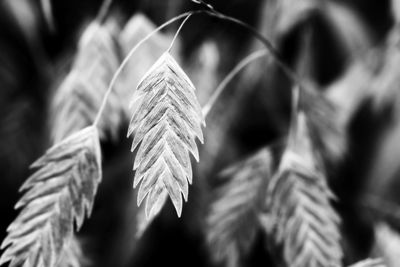 Close-up of plant