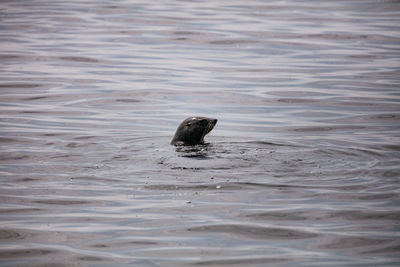 Seal swimming in lake