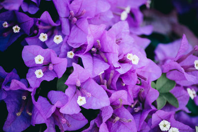 Close-up of purple hydrangea flowers