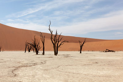 Surface level of bare branches on landscape against sky