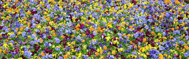 Full frame shot of purple flowering plants on field