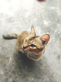 Close-up portrait of cat sitting outdoors