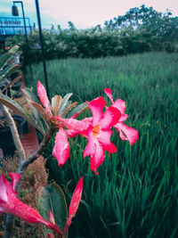 Close-up of pink flowering plants on field