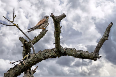 Low angle view of bird perching on tree against sky