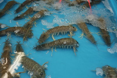 View of fish swimming in sea