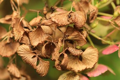 Close-up of dried plant on dry leaves