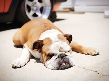 Close-up of dog sitting on floor