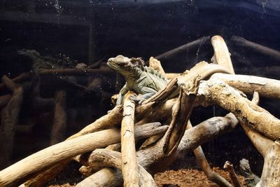 Close-up of lizard on log