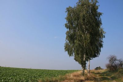 Scenic view of field against clear sky