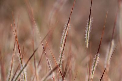 Close-up of grass