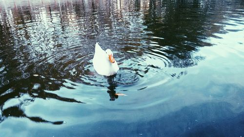 High angle view of swan swimming in lake