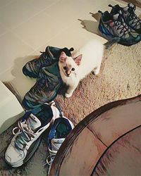 Portrait of cat sitting