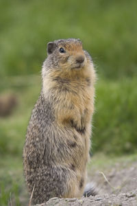 Close-up of squirrel on field