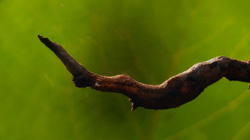 Close-up of lizard