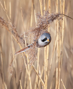 Close-up of a bird against blurred background