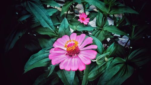 Close-up of pink flowering plants