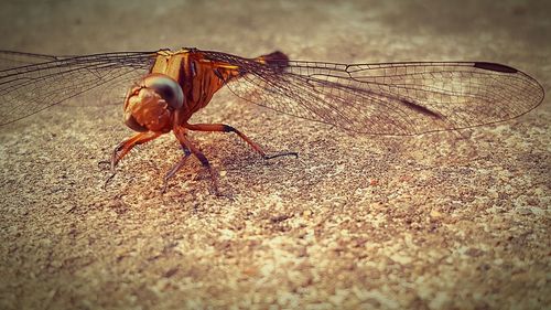 Close-up of fly on wall