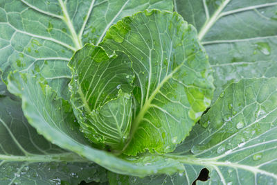 Close-up of wet leaves