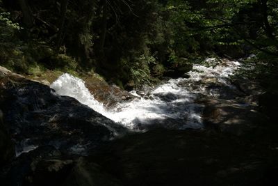 Scenic view of waterfall in forest