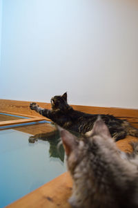 Close-up of cat sitting on floor