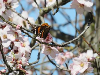 Close-up of insect on pink cherry blossom