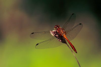 Close-up of orange dragonfly with transparent wings sitting on flower branch closeup
