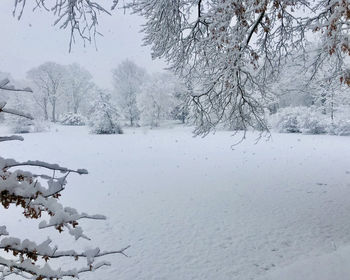 Snow covered trees on field