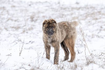 Portrait of sheep on snow covered land