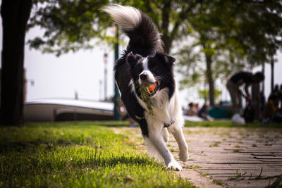 Close-up of dog on grass