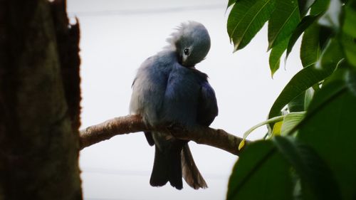 Bird perching on tree trunk