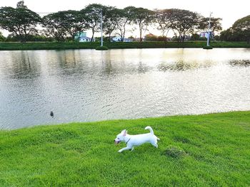 Dog on lake by grass against sky