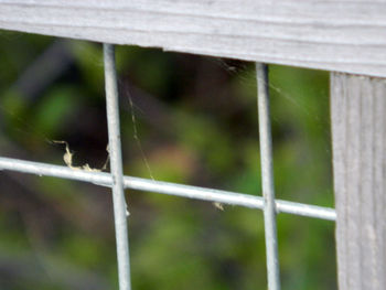 Close-up of lizard