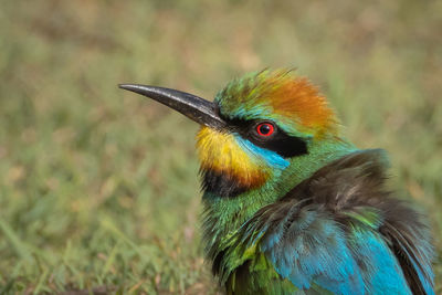 Close-up of bird perching on field