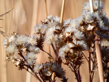Close-up of goldenrod seeds