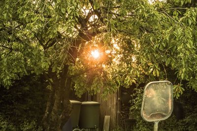 Sun shining through trees