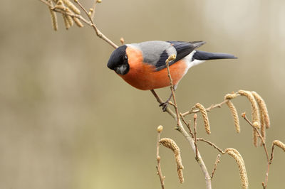 Close-up of bird perching on branch