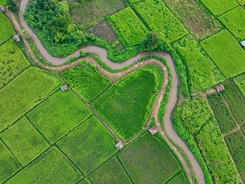 Aerial view of lush green rice field with small winding canal. sustainable agriculture landscape.