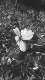 Close-up of flower