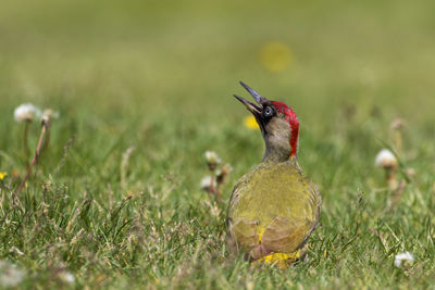 Green woodpecker in spring on lawn