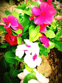 Close-up of pink flower