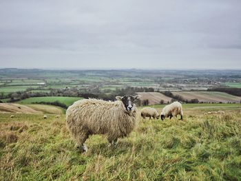 Sheep standing on grassy landscape against sky