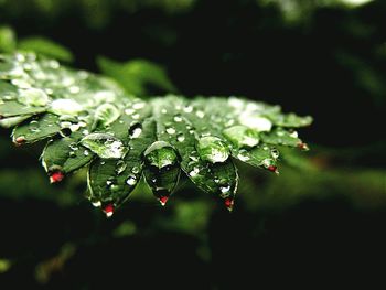 Close-up of water drops on leaf